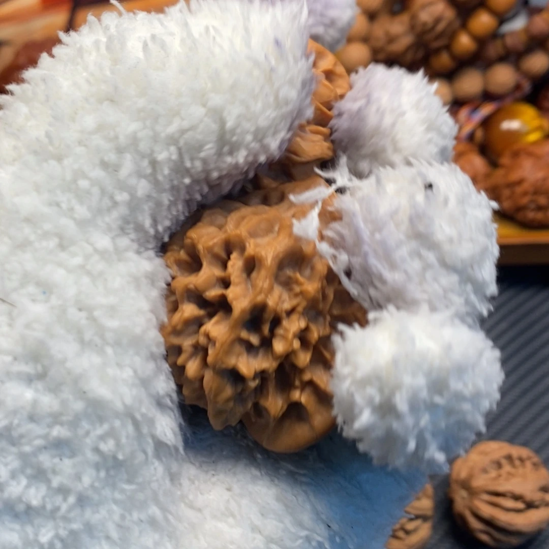 秦岭森林中出现许多鸟类