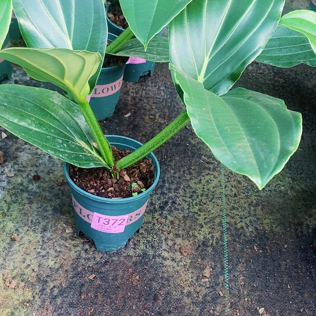 文木本花卉372福利