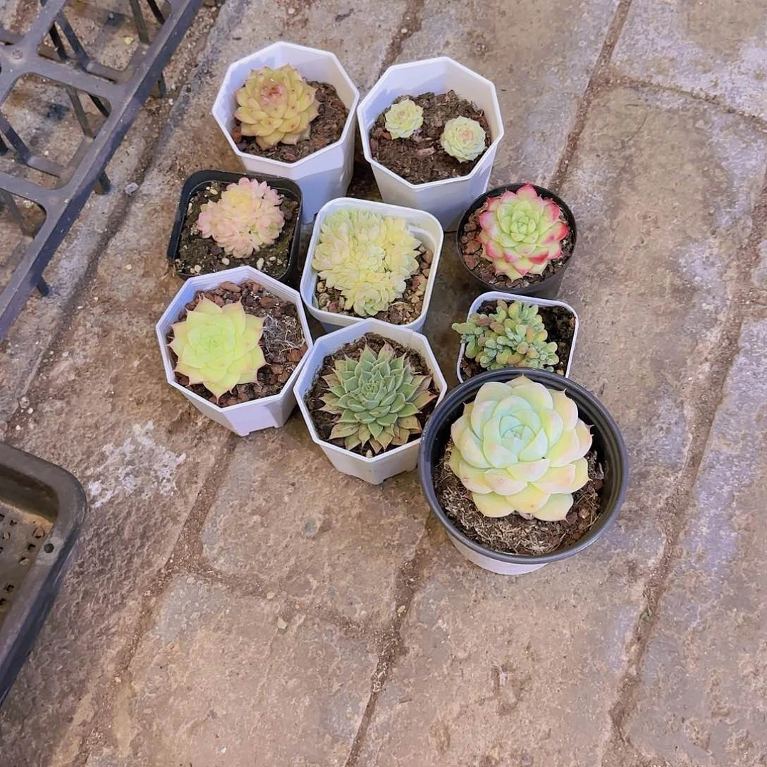 @*河山河一物一拍一筐