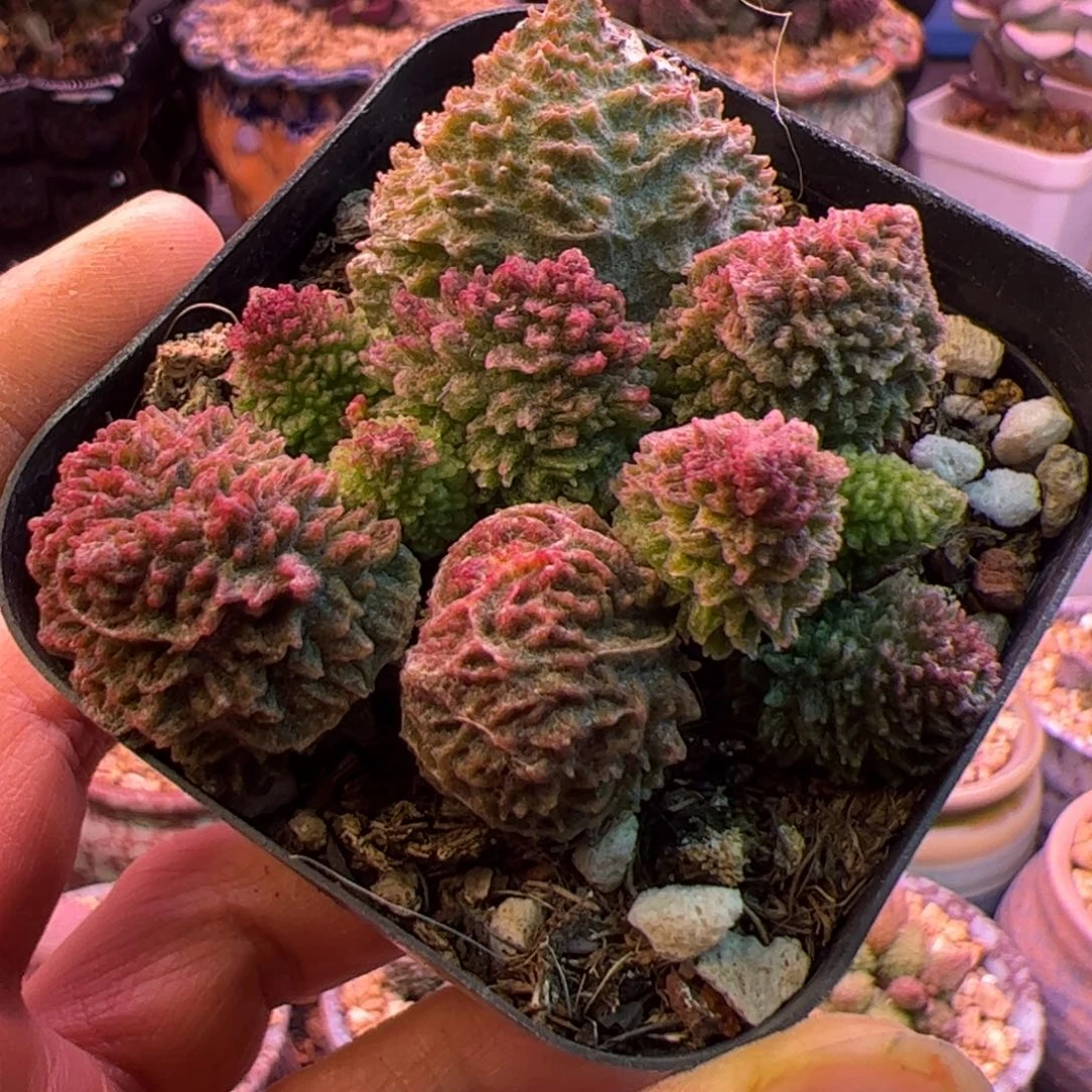 朱紫玉 变异啦啦啦啦啦啦啦