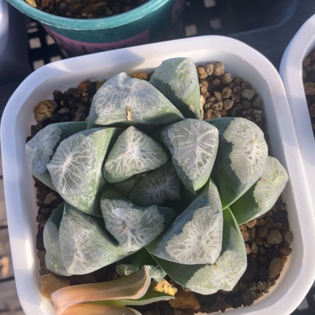 一颗实生超级万象