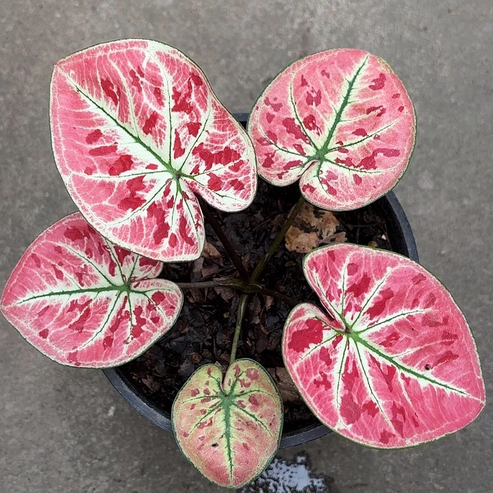 39-1114松木泰广东现货