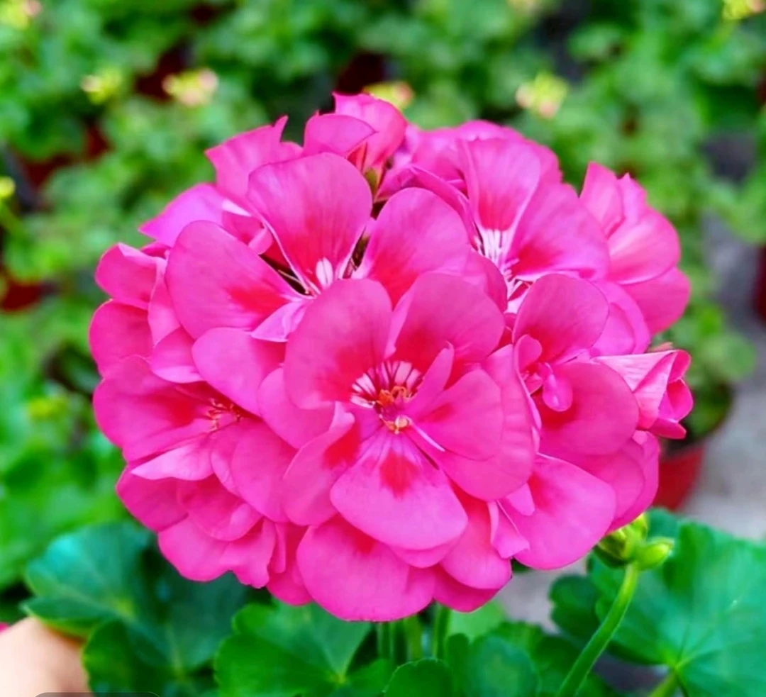 【紫红飞溅】（小棵型）超多花剑天竺葵超好看