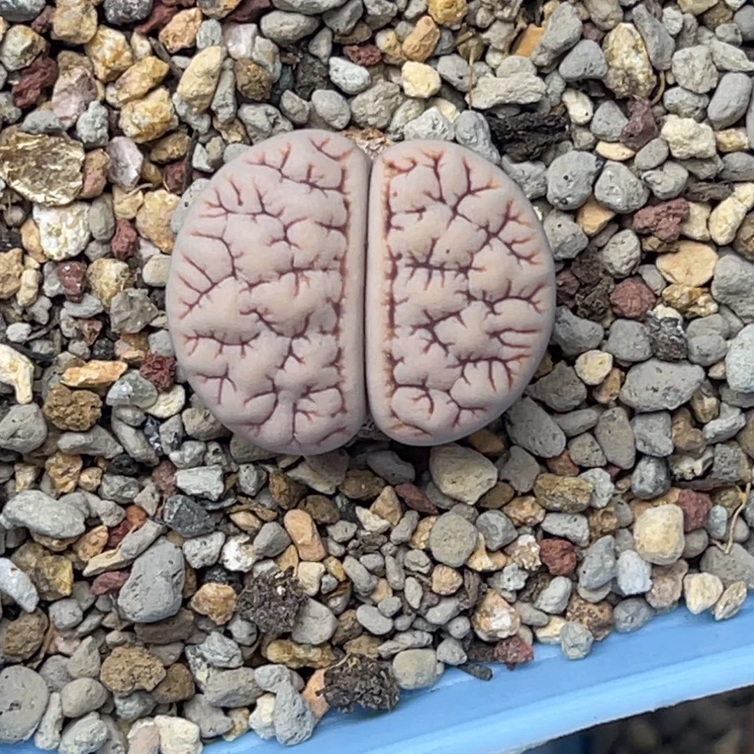 0135粉体1891尺寸2.4