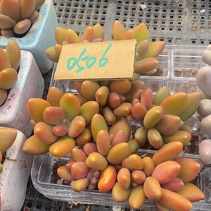 冬***阳无花朵0506号一物一拍芒果