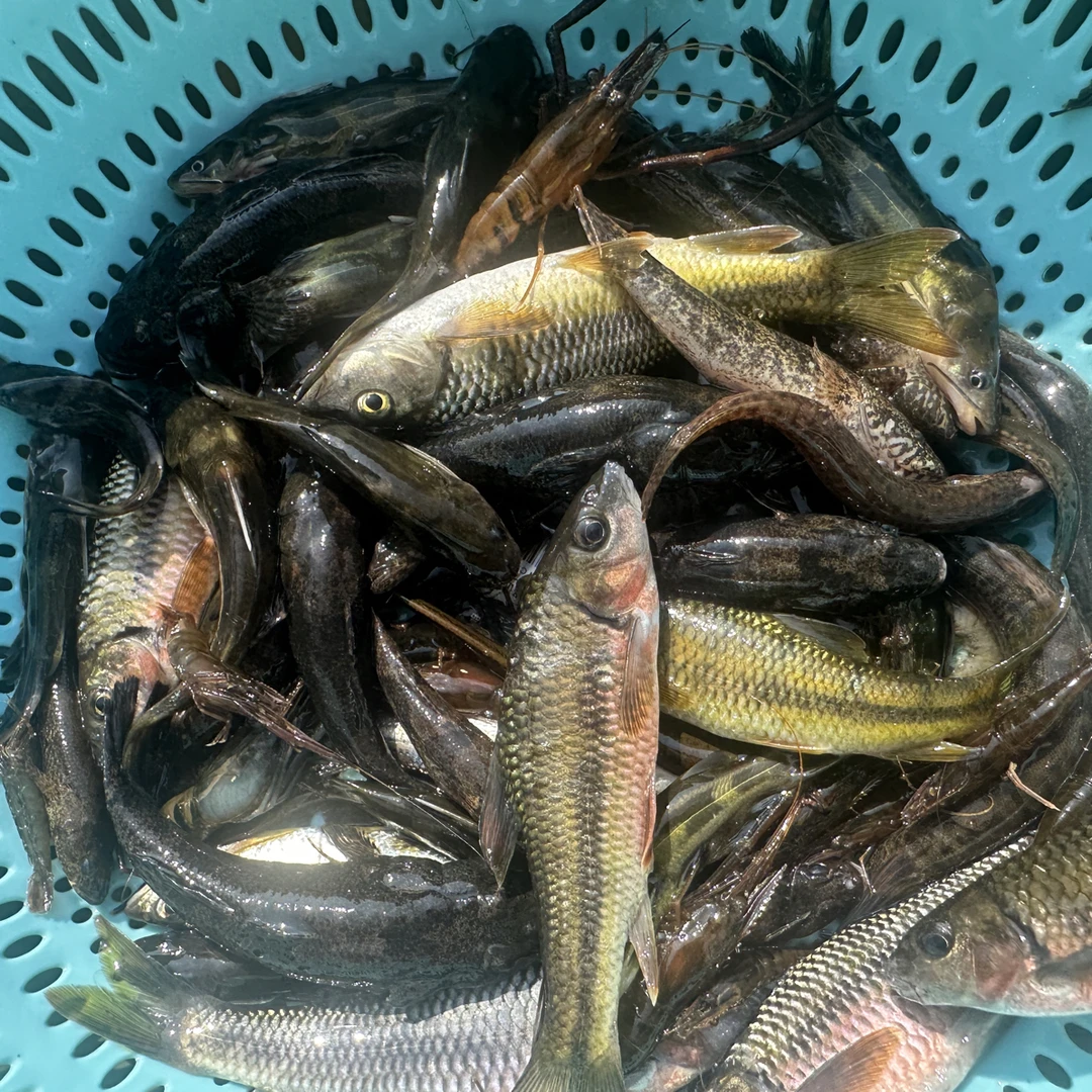 桂林淡水溪流小杂鱼顺丰包邮