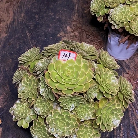 粉花妖老桩捧花169号