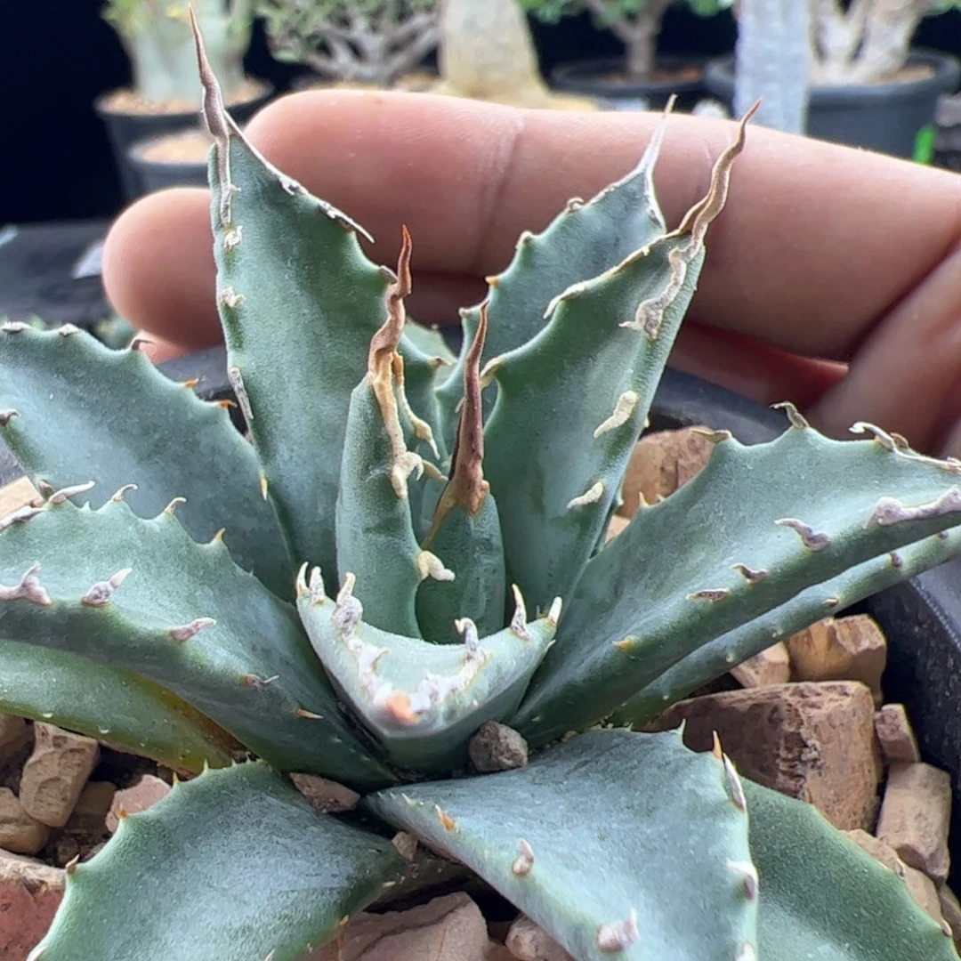 曲刺妖炎龙舌兰8一物一拍