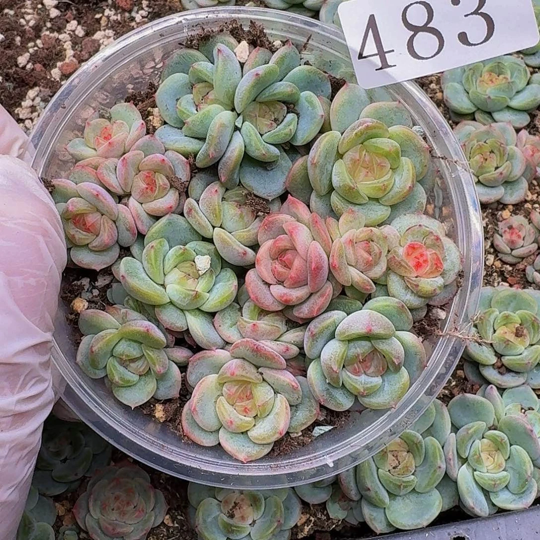 多肉植物多肉植物483