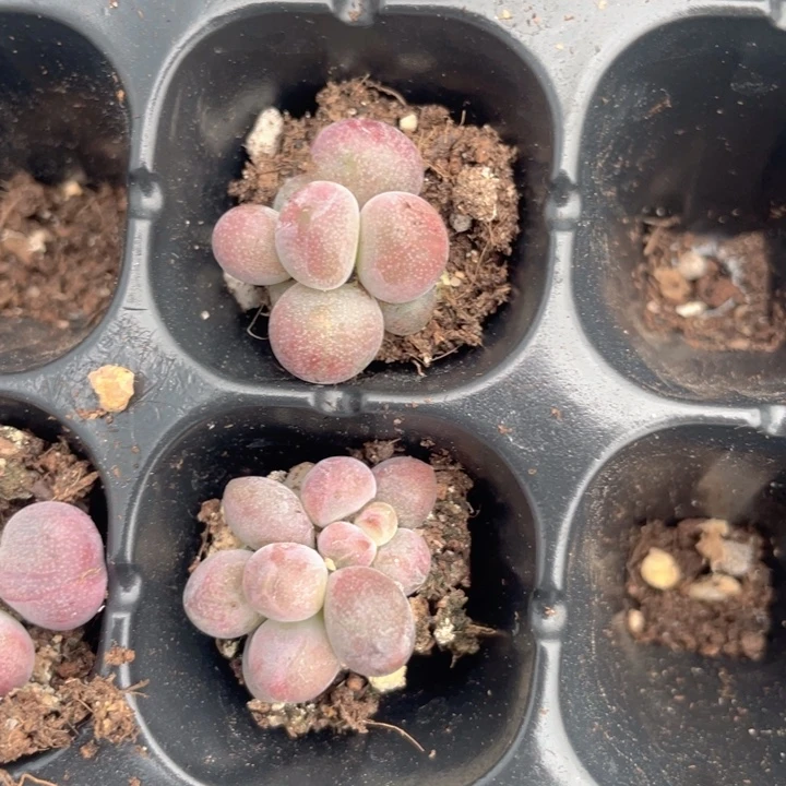 糖果穴盘发3颗随机发
