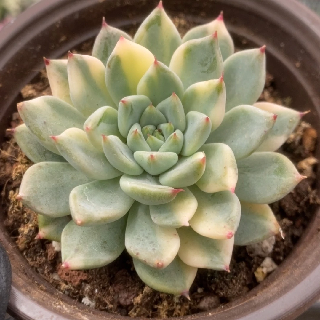 3194爪系杂锦锦锦锦锦锦锦