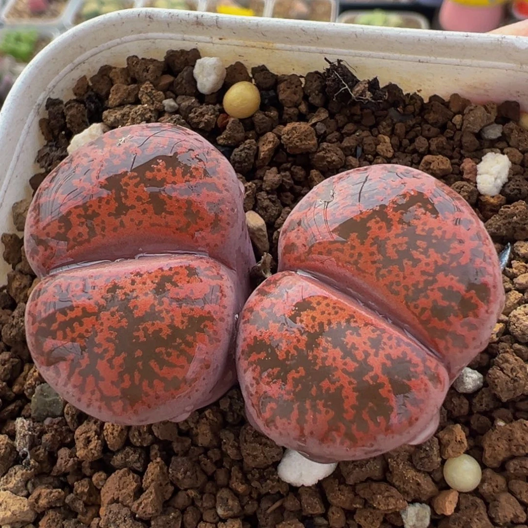 8年酒红多肉植物百科