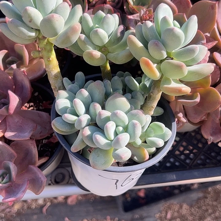 三日月美人多肉植物
