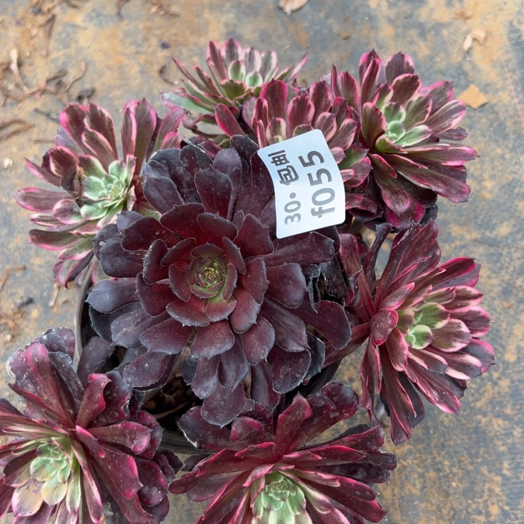 055水墨画多肉法师