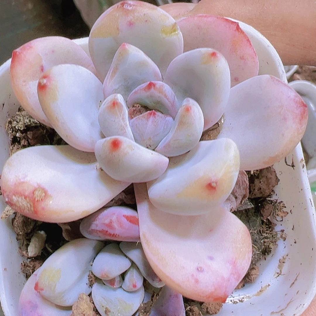 福利星星雪2个19包邮