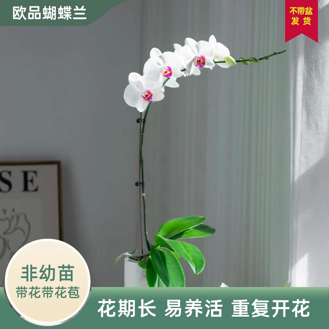 欧品蝴蝶兰【红眸】室内花卉盆栽带花苞客厅前台白色鲜花蝴蝶兰花