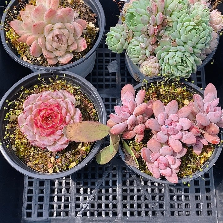 190 多肉植物盆栽花卉盆栽