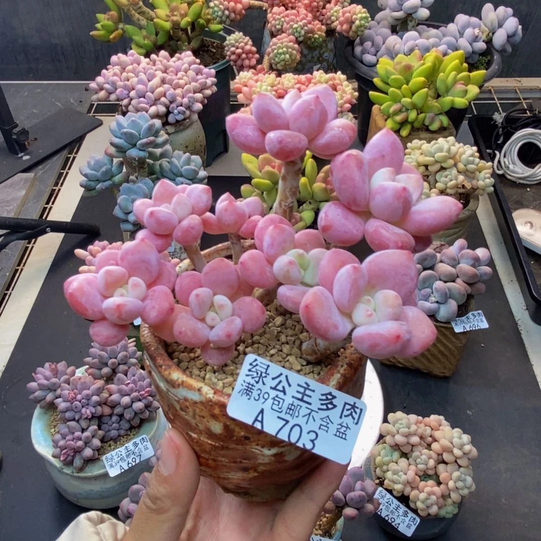 703樱花洛神多肉8cm