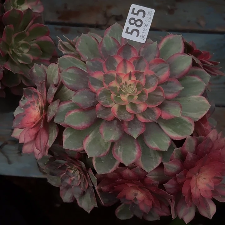 585黑魔锦诺米多肉法师锦不包侧枝断枝