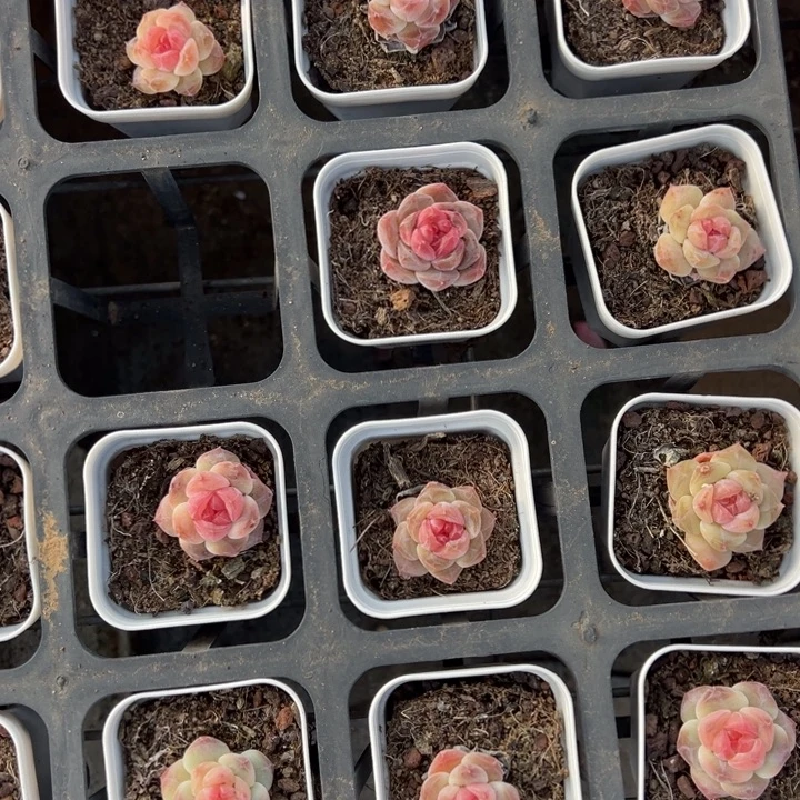 糖心2.5cm量拍多肉满18元包邮