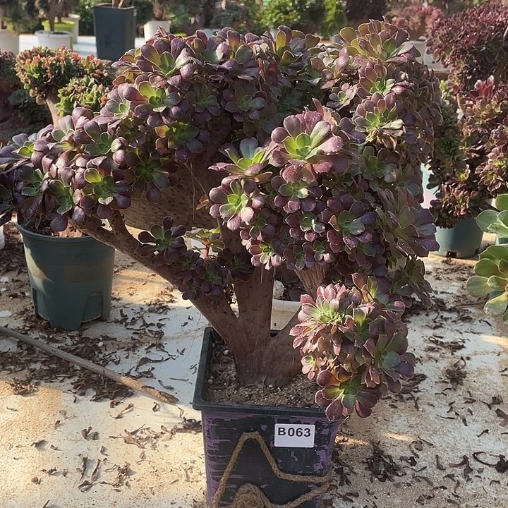 B063拔毛多多柠檬缀化35-1脱土包邮