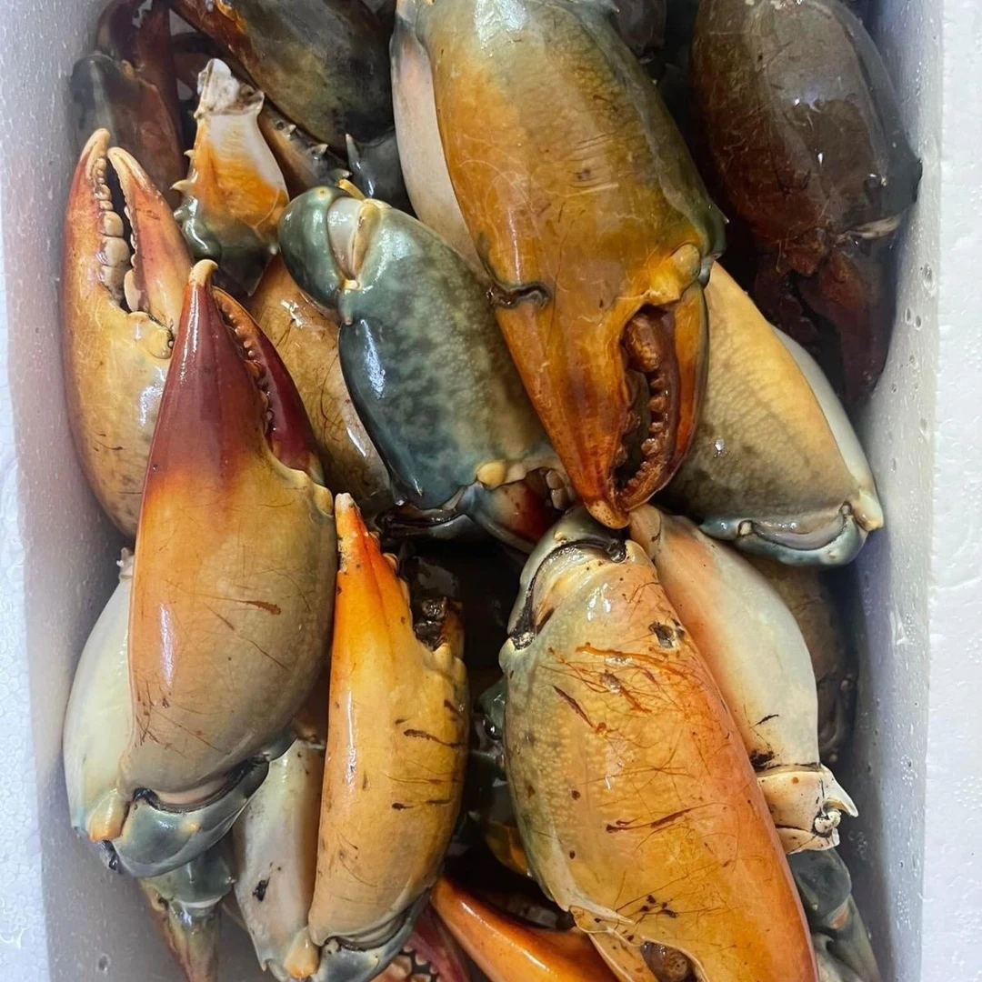 中号  青蟹钳  北部湾