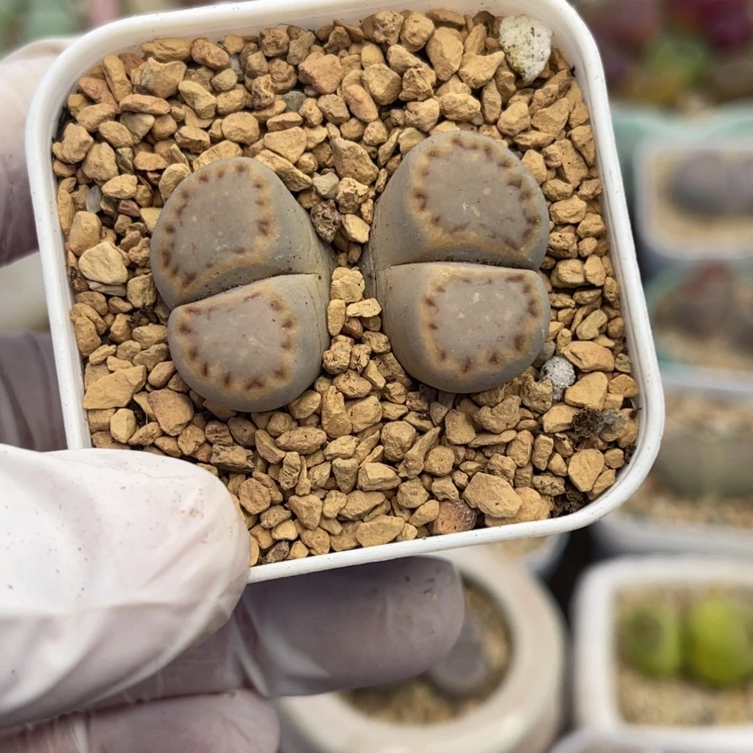 多肉植物一物一拍132