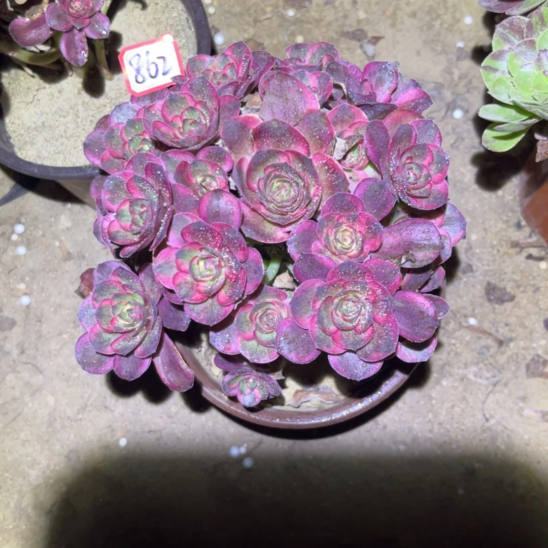 862多肉植物纳福法师