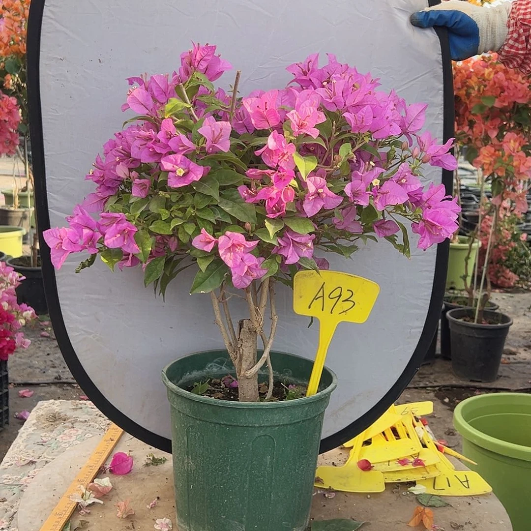 六***荷大部分花苞少量开放A93赛佛里