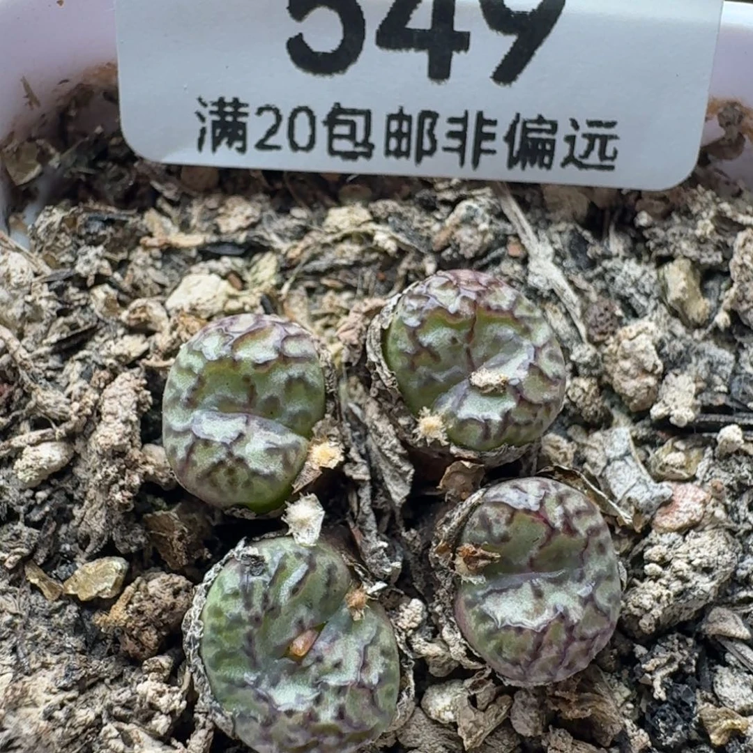 安贞。