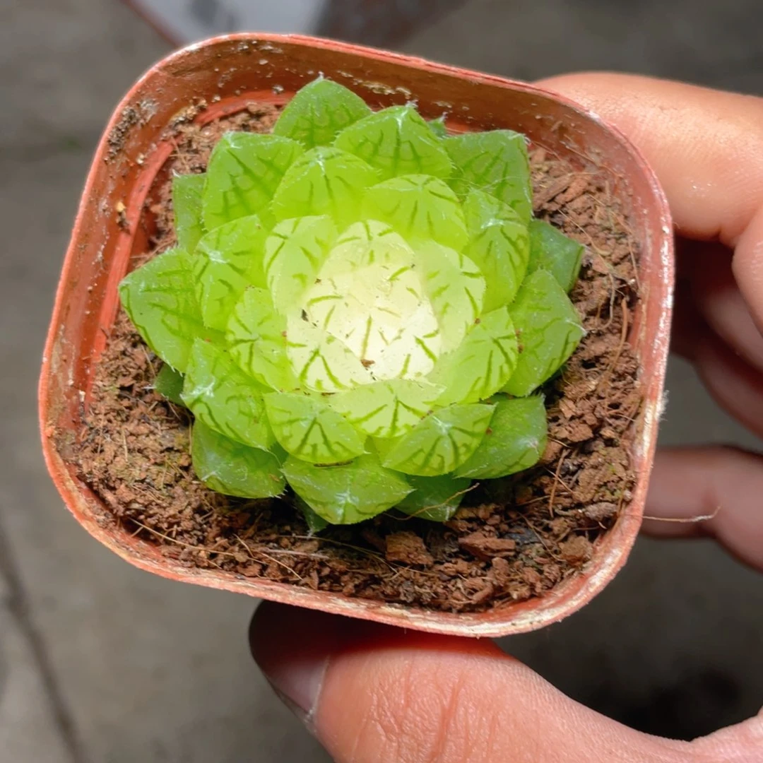 宝莲灯玉露多肉9.9包邮发货