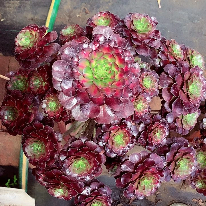 星*晚霞精品2啊啊啊啊啊啊