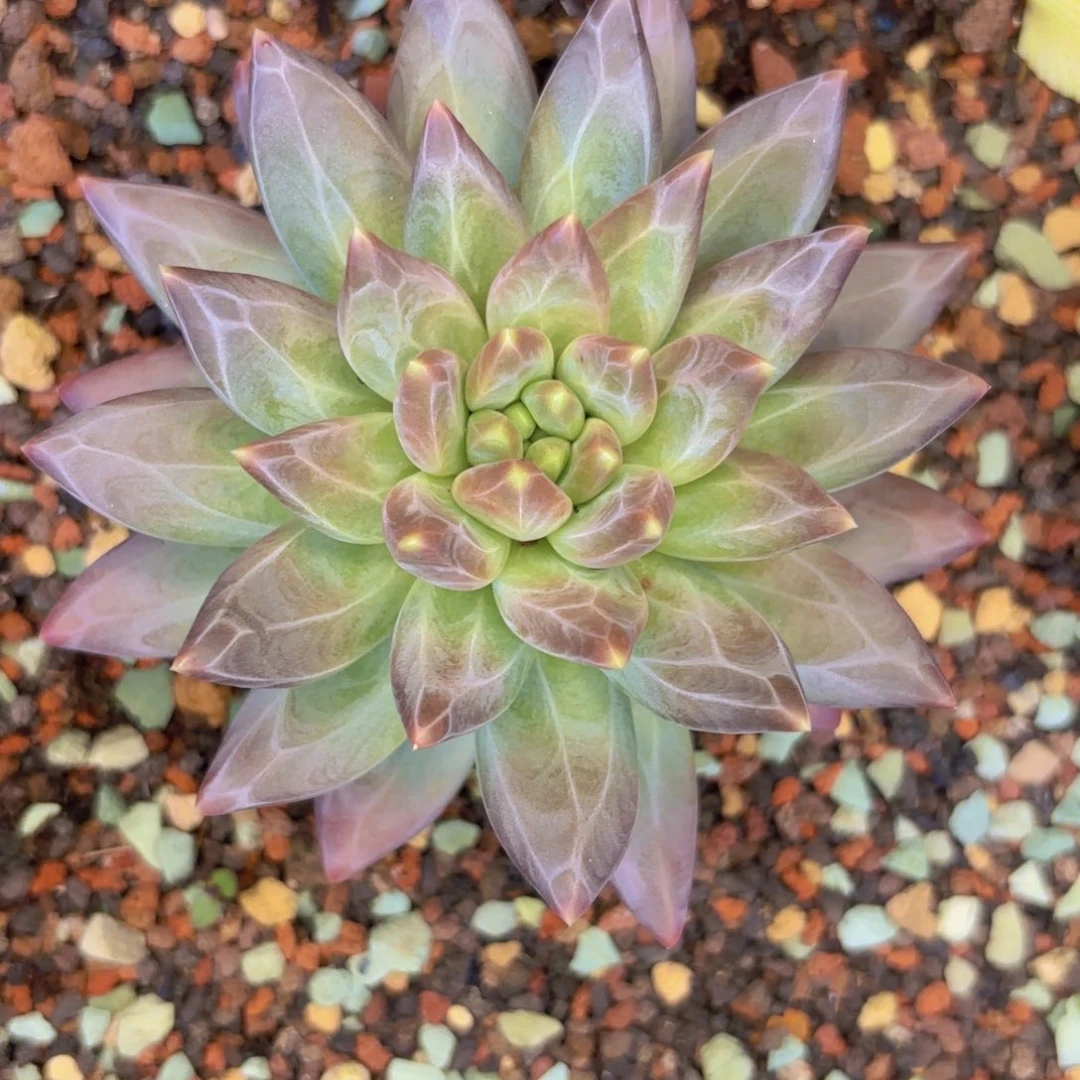 维斯特曼一物一拍