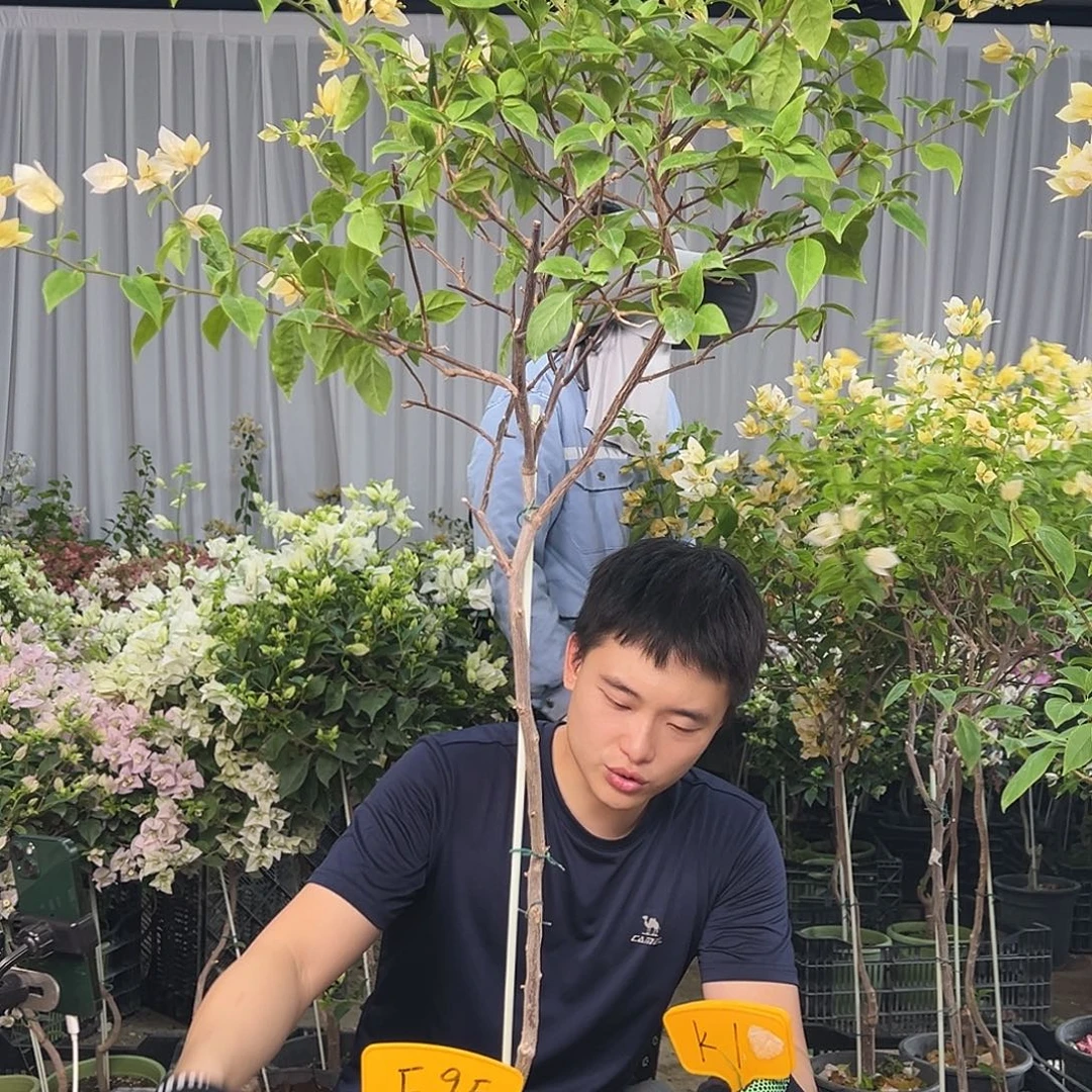如***娇大部分花苞少量开放F95苏瓦娜