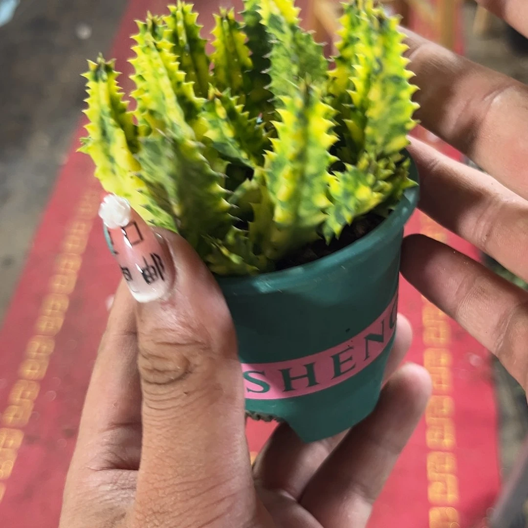 就这个死样子单头发货