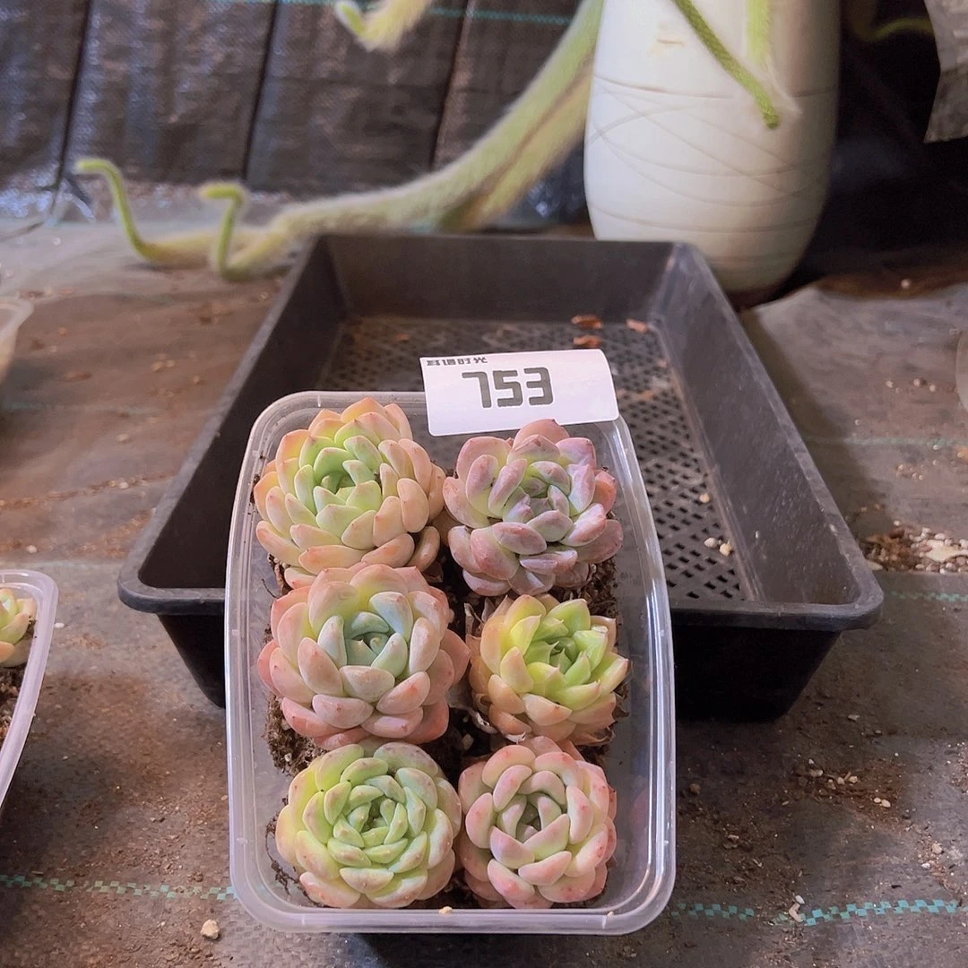 753，拼盘，多肉植物