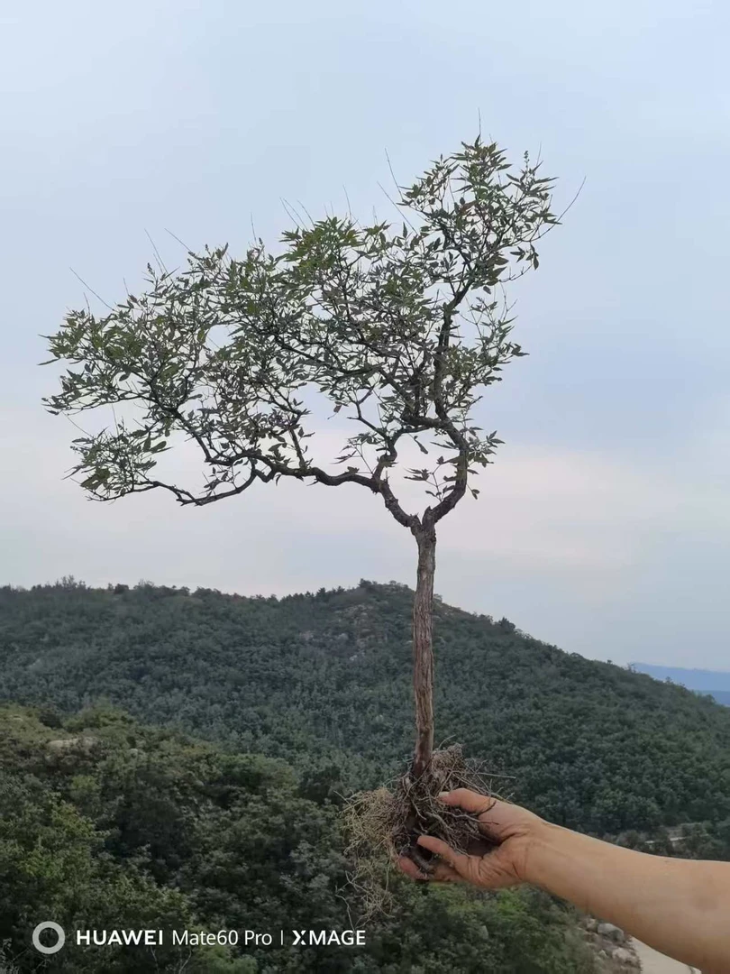 黄荆生桩，一物一拍，实物以直播间为准。