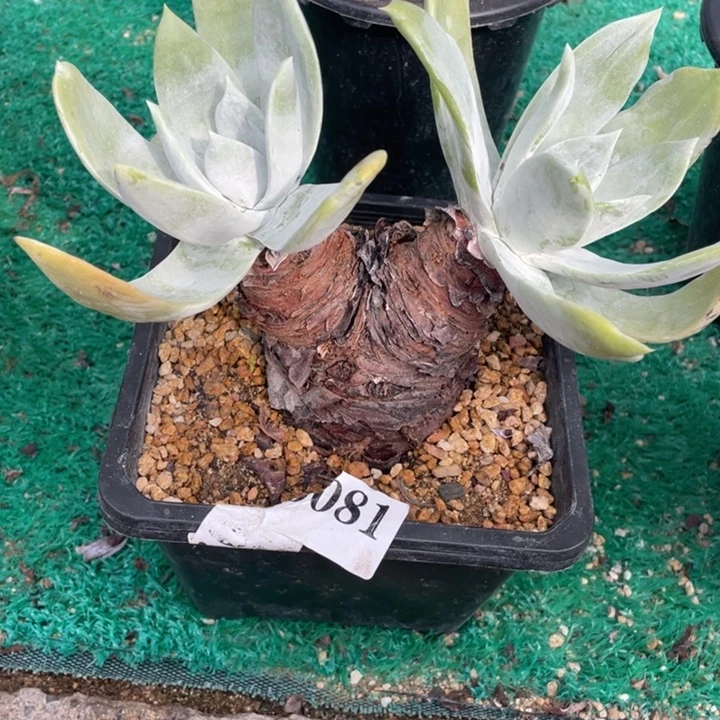 81号塞丽娜多肉植物