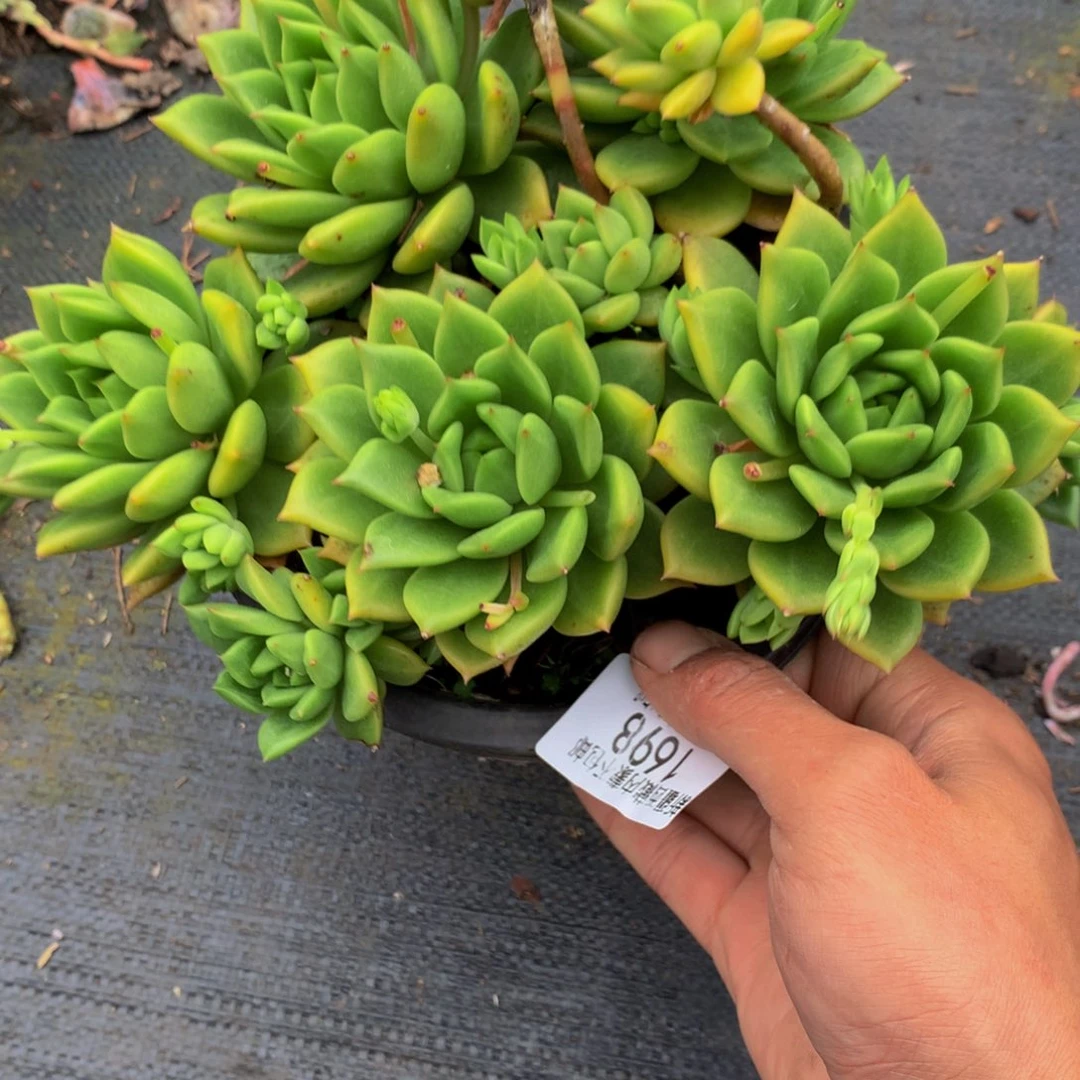 夏*1698小翠花多肉