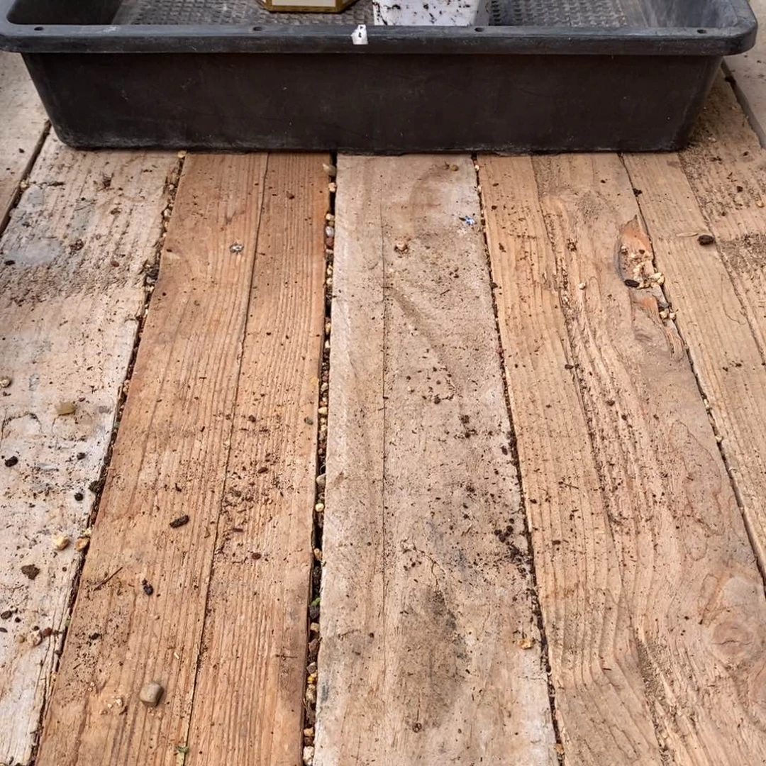 声****露补发元宝枝干番杏加土