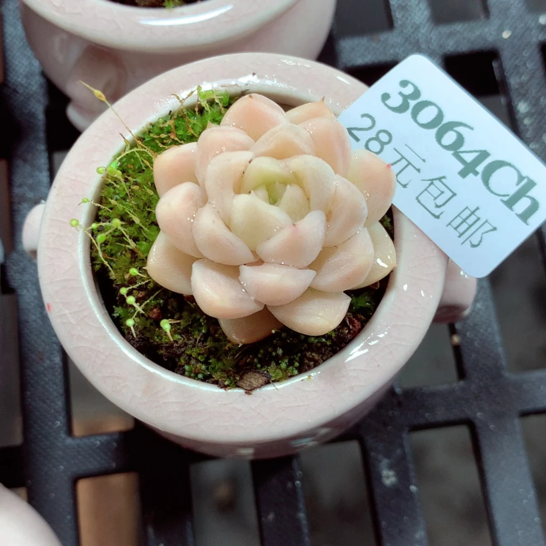 5厘米盆精控多肉3064