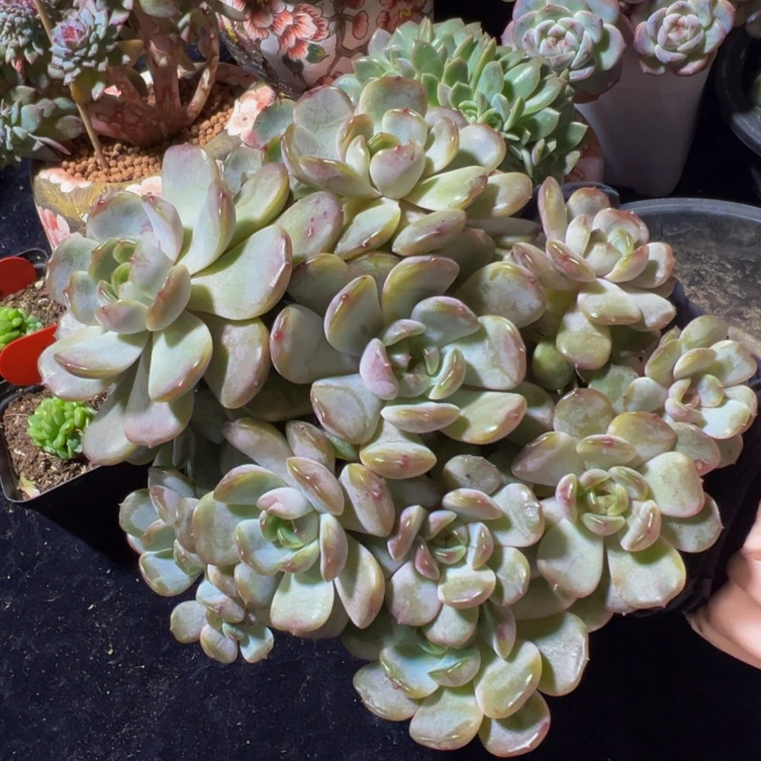 红恋自然群生微瑕广告