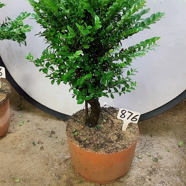 完全开放小叶紫檀