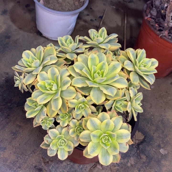 星爆多肉植物009