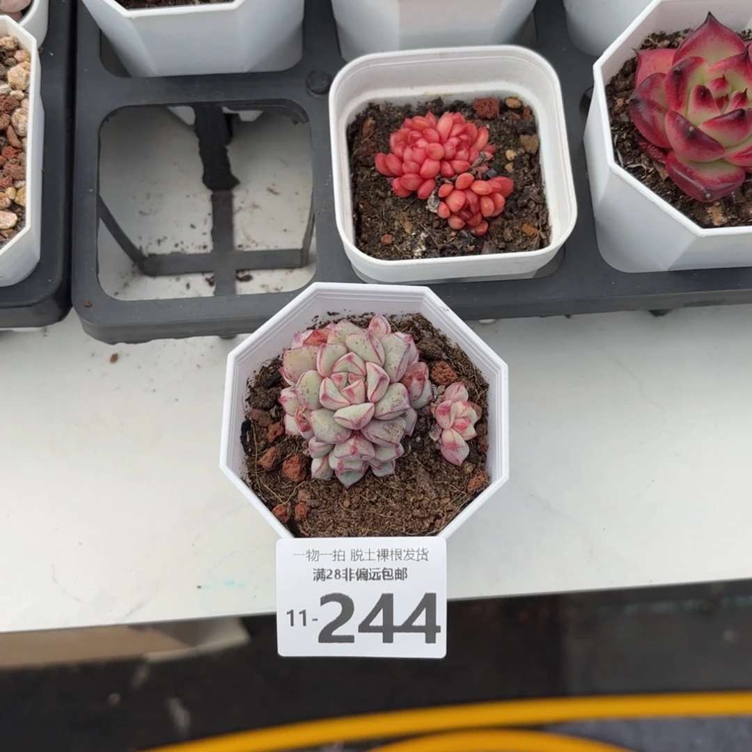 蓝宝石多肉多肉多肉