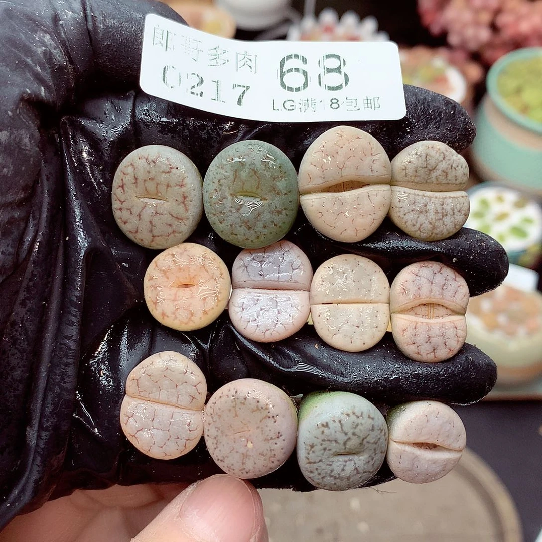 郎哥多肉生石花，17-68