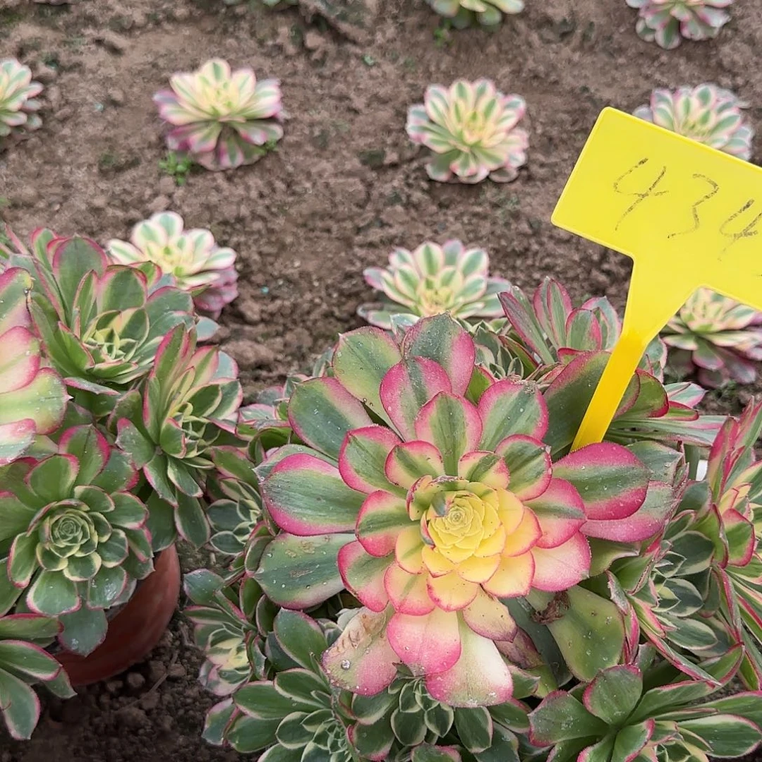 4345---海王多肉植物