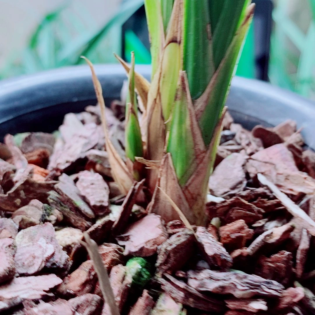当前无花栽培后可以开花