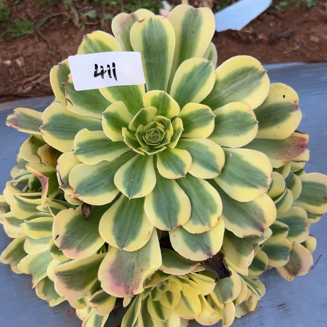 多肉植物411脱土的