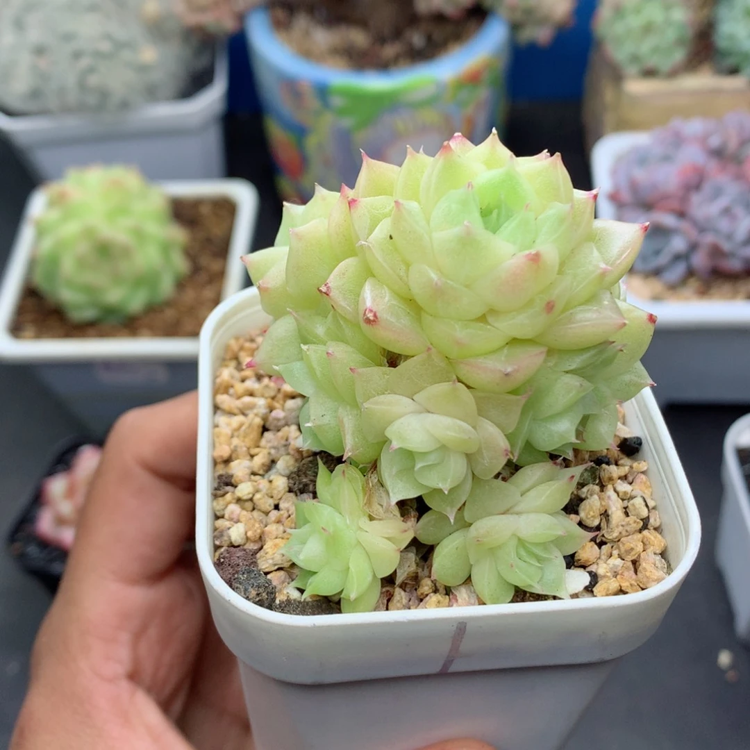 58包邮  群生不包整52